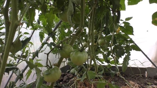ВЫБОР БЫЛ НЕЛЁГКИЙ.. НО ОНА СМОГЛА. Кабачки по-корейски. Купили дом на юге. смотреть онлайн
