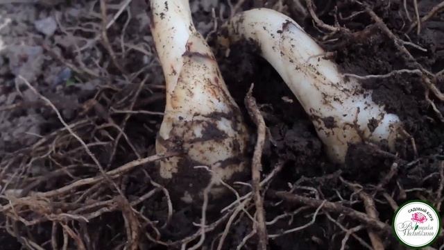 КУПЕНА В САДУ смотреть онлайн