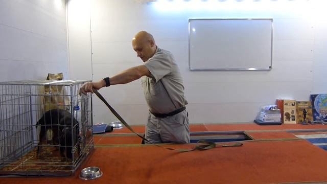 Дрессировка ягдтерьера Елки. День 1. Вечернее занятие смотреть онлайн