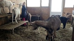 У козы в вымени Молочный камень, что это такое???//Никто от этого не застрахован!!!