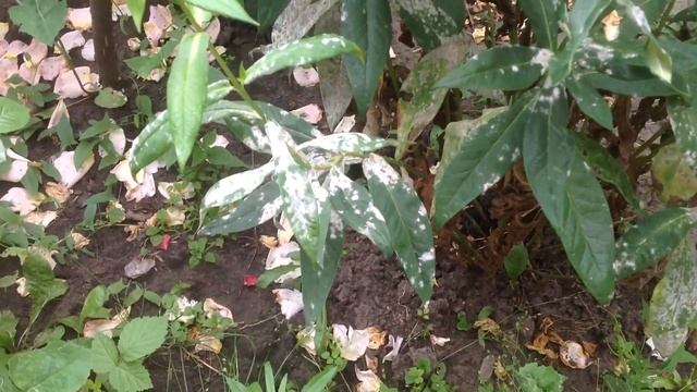 Флоксы - посадка и уход летом. Июль 2017. смотреть онлайн