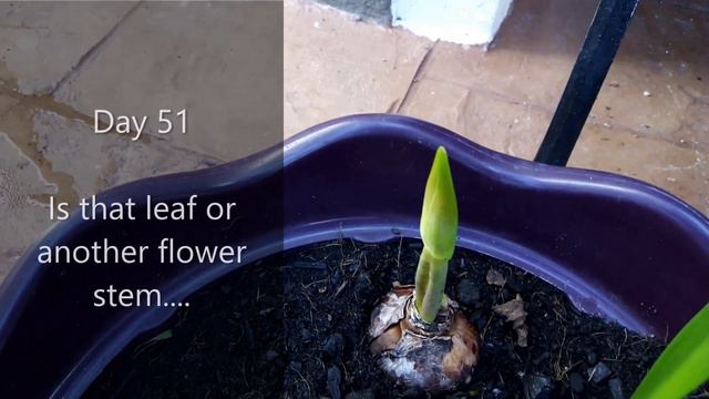 How to grow Striped Barbados lily смотреть онлайн