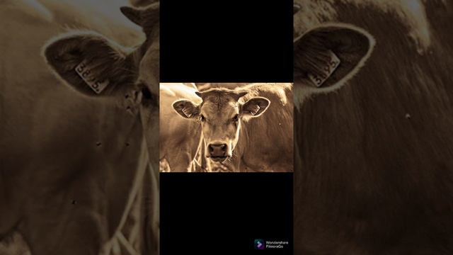 Я люблю лета смотреть онлайн