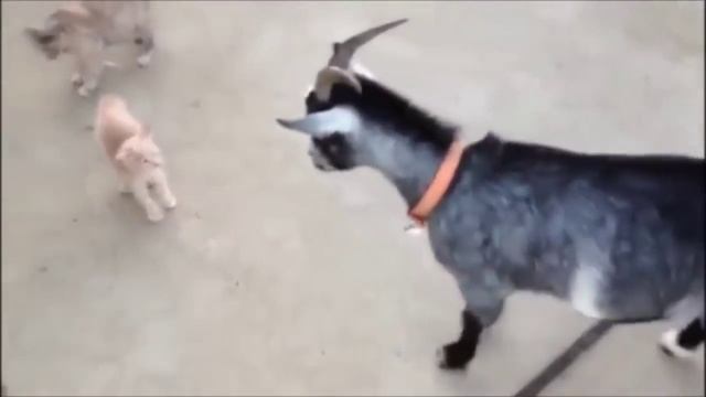 Курьёзы с котам ??? смотреть онлайн