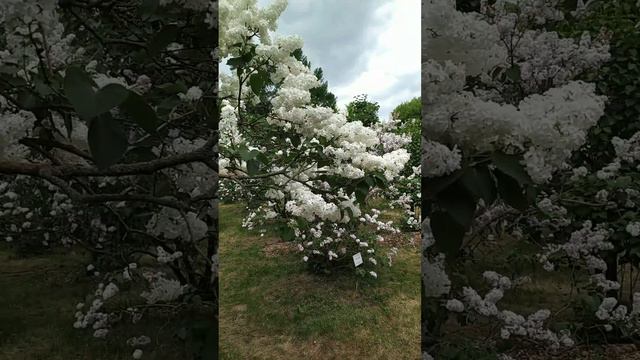 Сиринга-цветение. смотреть онлайн