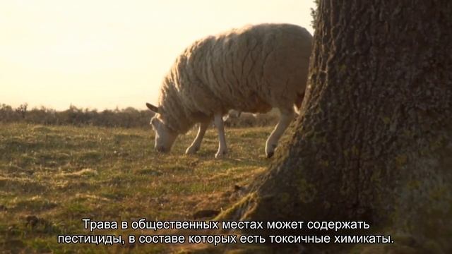 Почему моя собака ест траву? смотреть онлайн