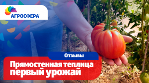 Первый урожай в прямостенной теплице Агросфера с поликарбонатом Sellex Botanica / агросфера.рф