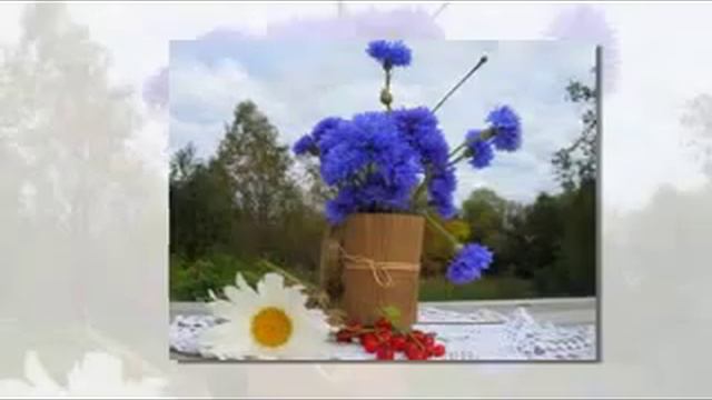 Васильки - цветы души моей смотреть онлайн