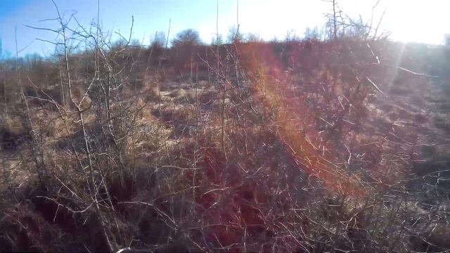 Где сидит фазан. Места обитания фазана. смотреть онлайн