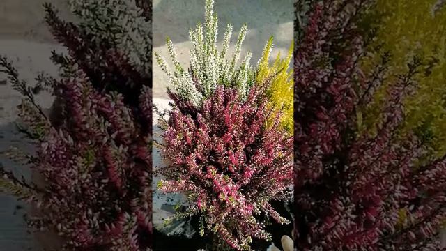 Calluna Vulgaris | HOW TO REPOT AND LOOK MORE BEAUTIFUL YOUR PLANTS ? by Liza Mejer #shorts смотреть онлайн