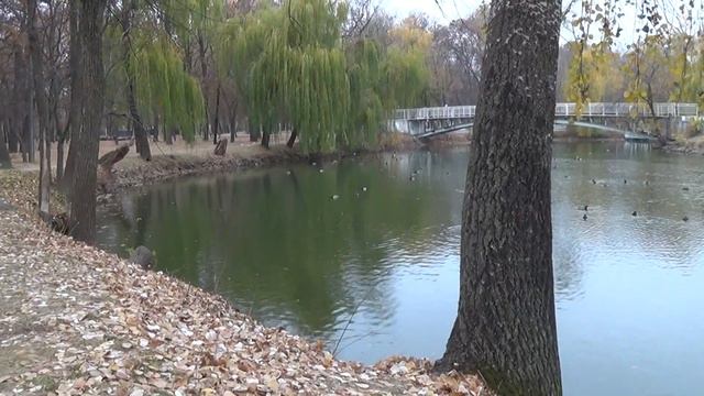 Ноябрь Дубовая роща Запорожье смотреть онлайн