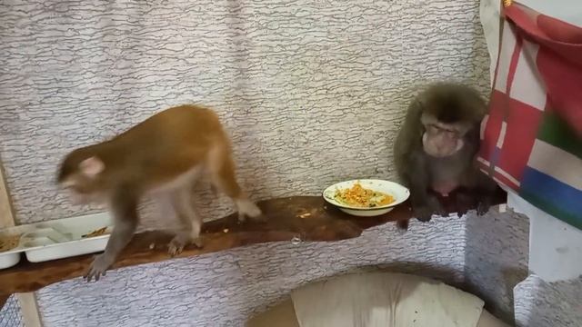 Воспитание обезьянок Маруси и Гоши, вместе с позитивом в Новый год смотреть онлайн