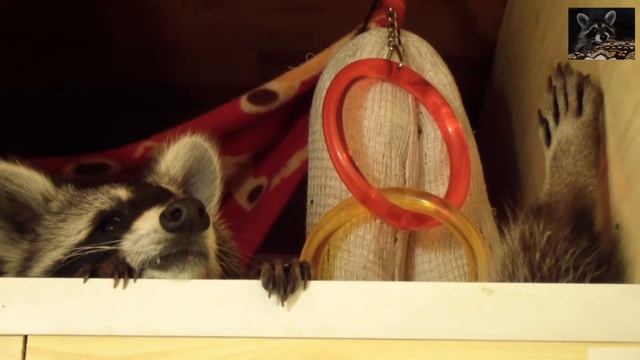 немного про енотов смотреть онлайн