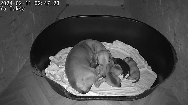 🔴Я Такса DAY 6 Щенки таксы онлайн 🔴 Dachshund puppies online смотреть онлайн