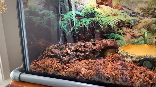 Ball Python Setup: Heat, Lights, Substrate, Humidity смотреть онлайн