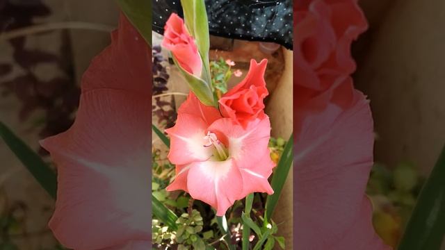 The first Gladiolus flowers in our home garden | Bala's musings. смотреть онлайн