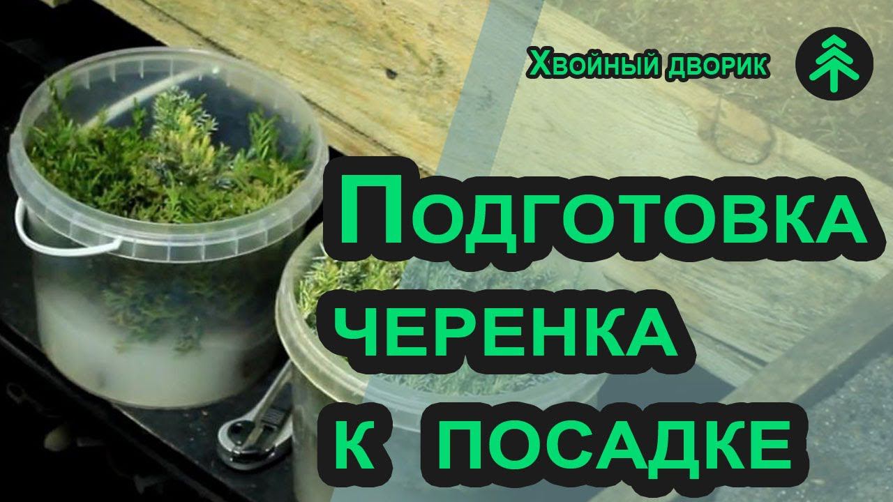 Как черенковать хвойные? Как нарезать, как подготовить и как замачивать черенки туи и можжевельника смотреть онлайн