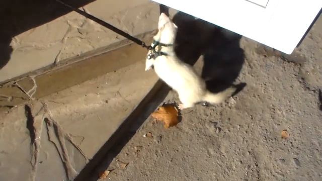 Хорёк декоративный ручной длинный. Херсон 22.10.2019 домашний друг смотреть онлайн