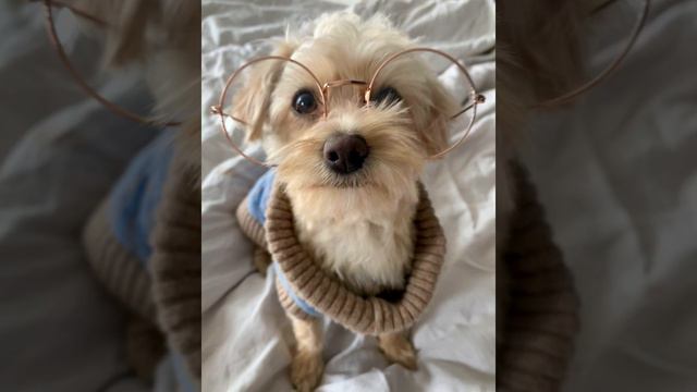 Paddy Dog Jumper in Sky Blue смотреть онлайн