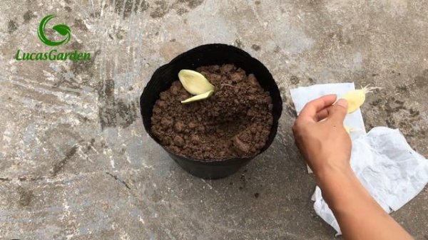Mẹo trồng su su từ hạt này ít người biết | How to grow Chayote from seeds