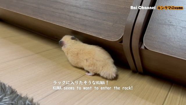 ハムスターの部屋んぽ【散歩行動観察】キンクマハムスター смотреть онлайн