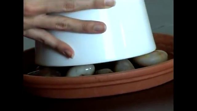 Cómo mantener un anthurium смотреть онлайн