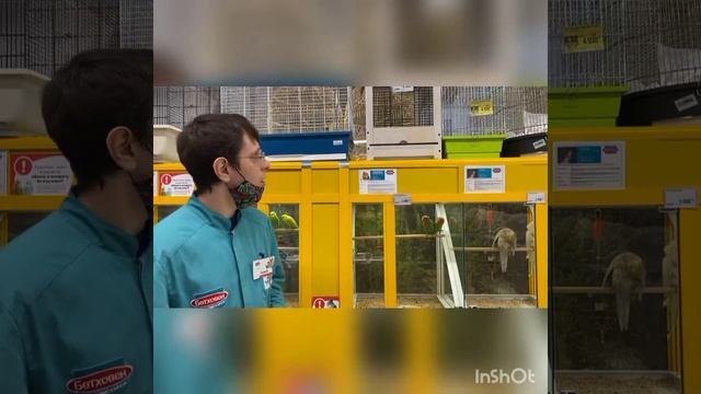 Знакомство с животными Бетховена! Часть I "Неразлучники" смотреть онлайн