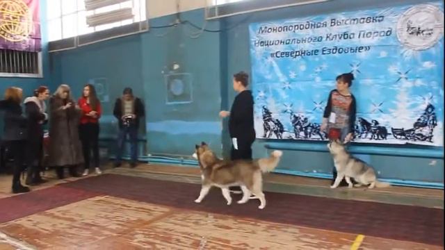 Хаски Моно СЕП Nikolina Davidovska Щенки суки смотреть онлайн