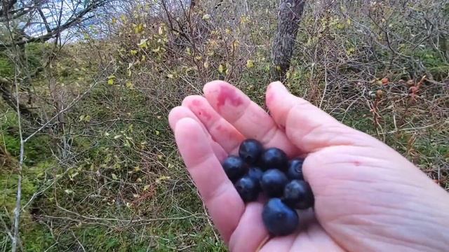 Тропами Аляски - 6. Уиттиер. "Земля Санникова". По мысу вдоль океана. смотреть онлайн