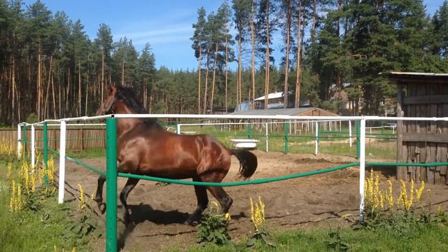 Хочет играть, бегать, веселиться смотреть онлайн