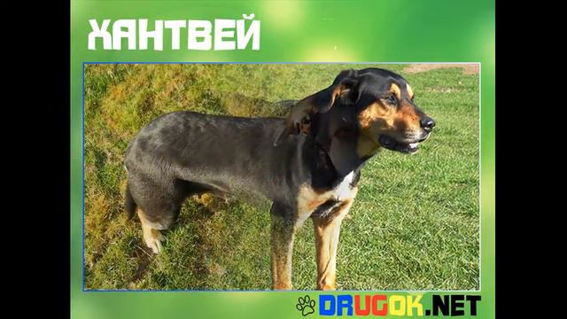 Хантвей смотреть онлайн