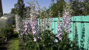 Розы весенней посадки 2024