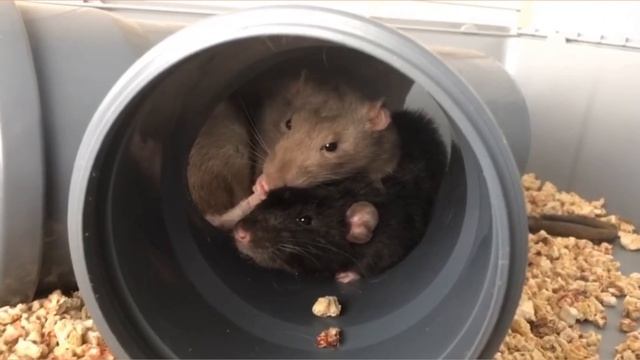 Как обустроить клетку для крыс// декоративные крысы/ СВИНКИ с МОРЯ смотреть онлайн