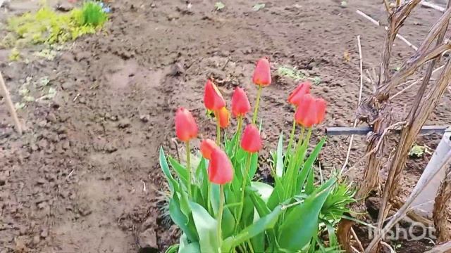 Цветник перед домом. Навела порядок и рассадила хризантемы 12.03.22г. смотреть онлайн