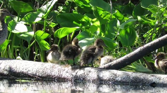 Утка Чирок с утятами, European teal with ducklings смотреть онлайн