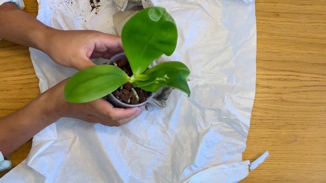新购19棵兰花 （之一）Huge Schwerter Orchid Haul (Part I) смотреть онлайн