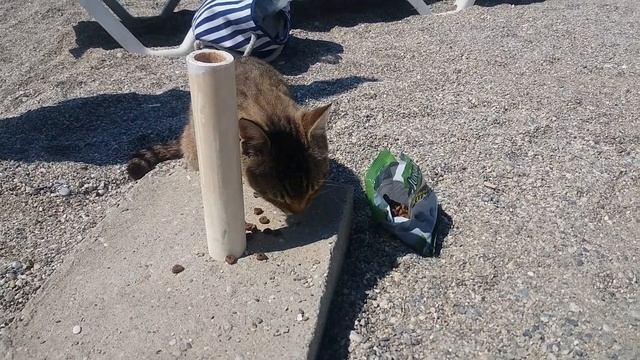 Кормим турецких котов на пляже ! Аланья пляж, район Оба Турция ! смотреть онлайн