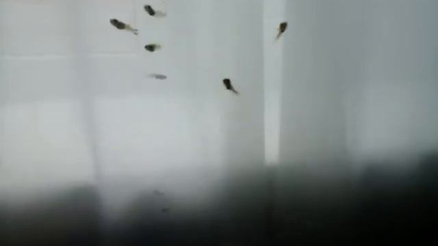 Как различить мальчиков от девочек? Рыбки гуппи смотреть онлайн