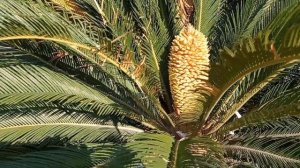 Цикас, Саговая пальма. Описание, размножение цикаса и уход