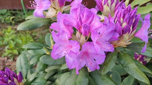 ФЕЕРИЯ КРАСОК ЦВЕТЕНИЯ РОДОДЕНДРОНОВ?. ДАРЮ ЕЁ ВАМ!? смотреть онлайн