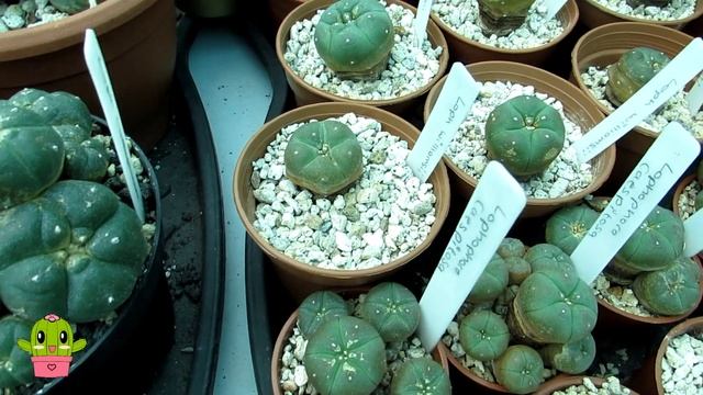 My Lophophora diffusa var. lutea Cactus Bud to Bloom & Flowering Lophophoras | Peyote Cactus смотреть онлайн