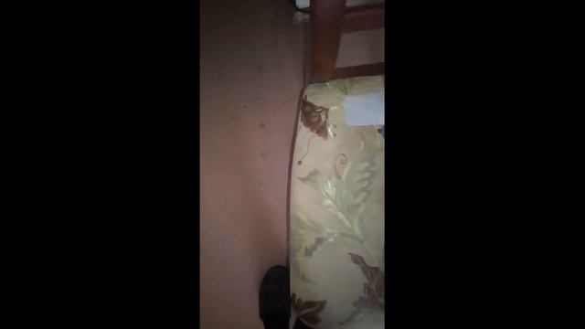 Химчистка ковров, мебели и салонов автомобилей. смотреть онлайн