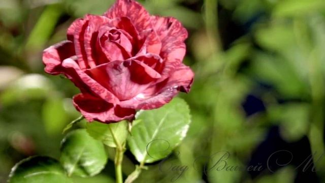 Роза "Red Intuition" - Питомник "Сад Вашей Мечты" (R-175) смотреть онлайн