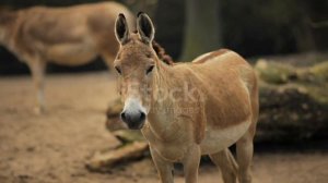 Ослы о чем вы не знали