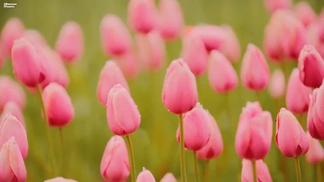 Музыка для глубокого сна и расслабления для души - Нежная мелодия, чтобы быстрее заснуть смотреть онлайн