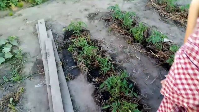 Удобрение томатов настоем золы :: Инструкция по применению смотреть онлайн