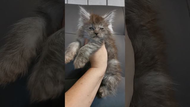 В резерв, мейн-кун, котик, черный дым. документы wcf смотреть онлайн