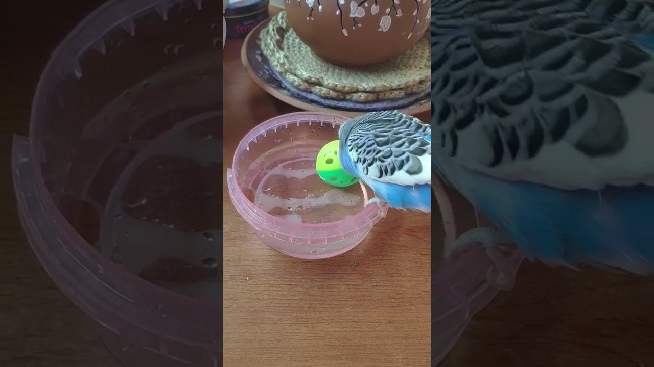 Волнистый попугай играет и разговаривает смотреть онлайн