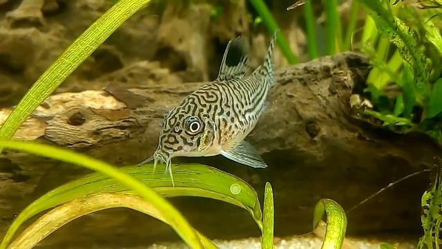 Corydora Juli Trilineatus Hembra