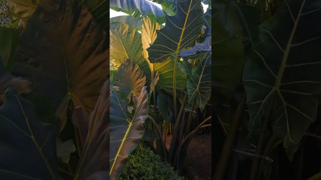Alocasia Sarian
